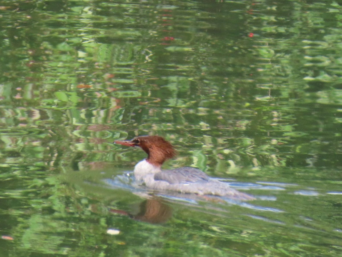 Common Merganser - ML623241895