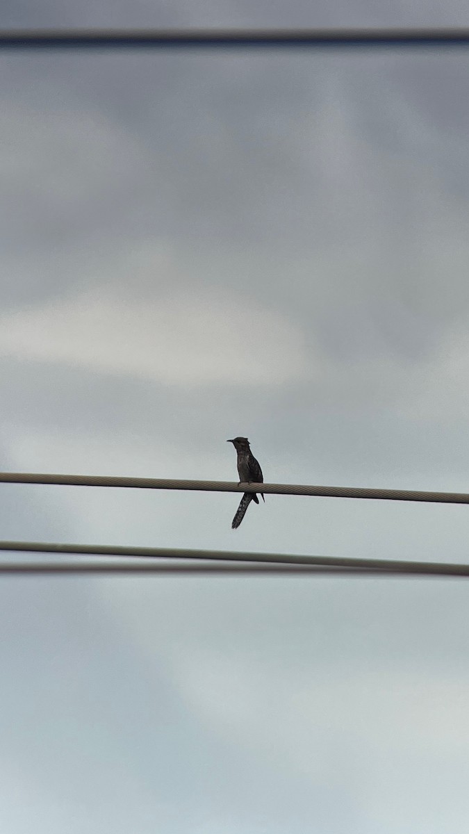 Plaintive Cuckoo - ML623241938