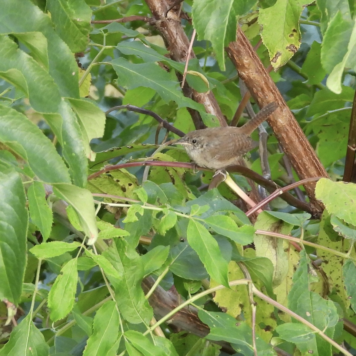 House Wren - ML623241944