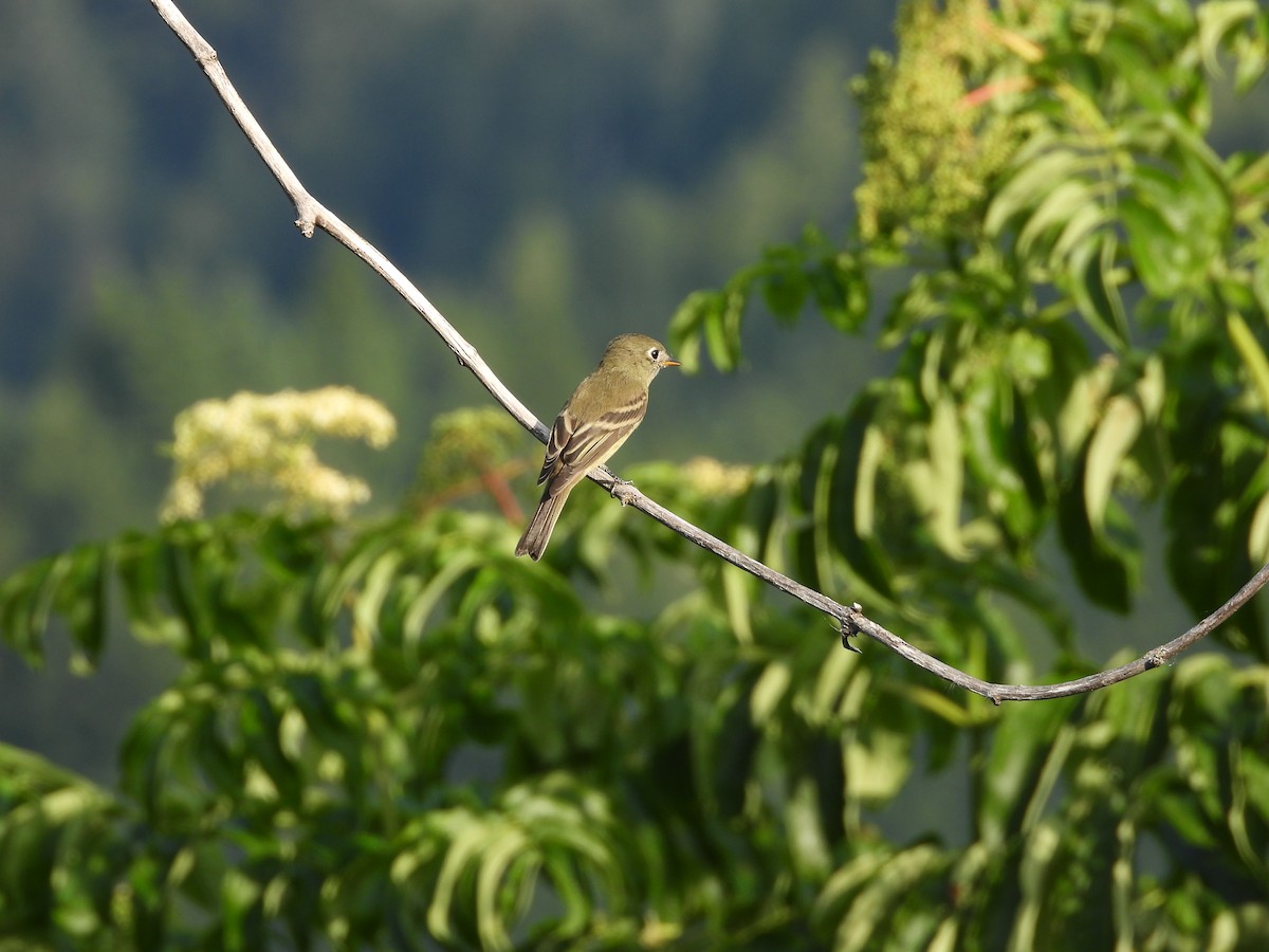 Hammond's Flycatcher - W. Douglas Robinson