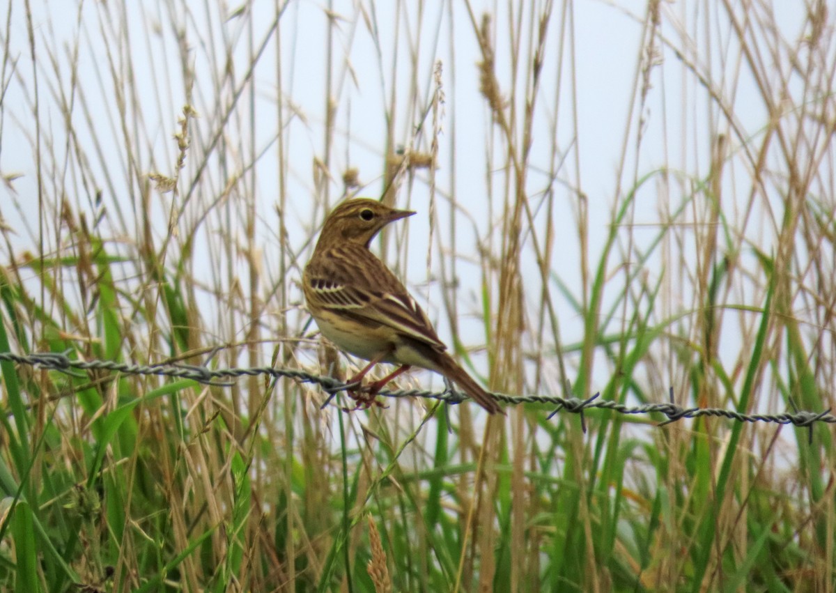 Tree Pipit - ML623241974