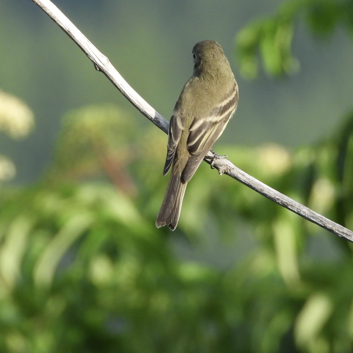 Hammond's Flycatcher - ML623241981