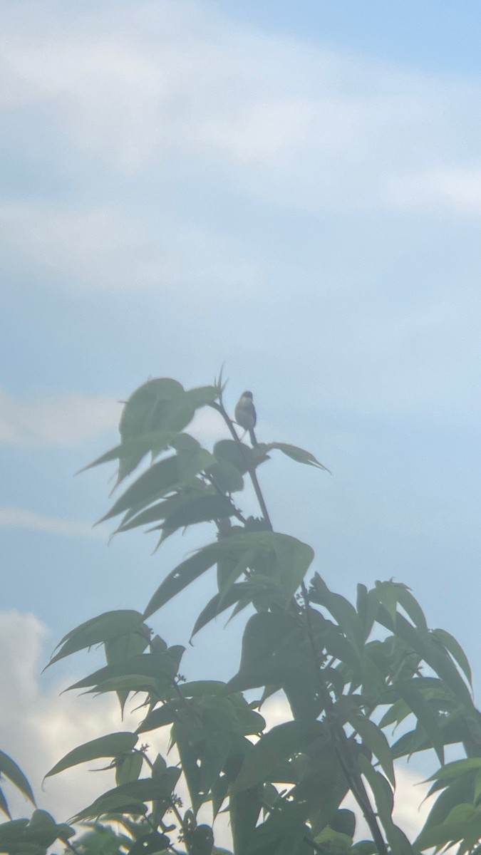 Gray-breasted Prinia - ML623241982