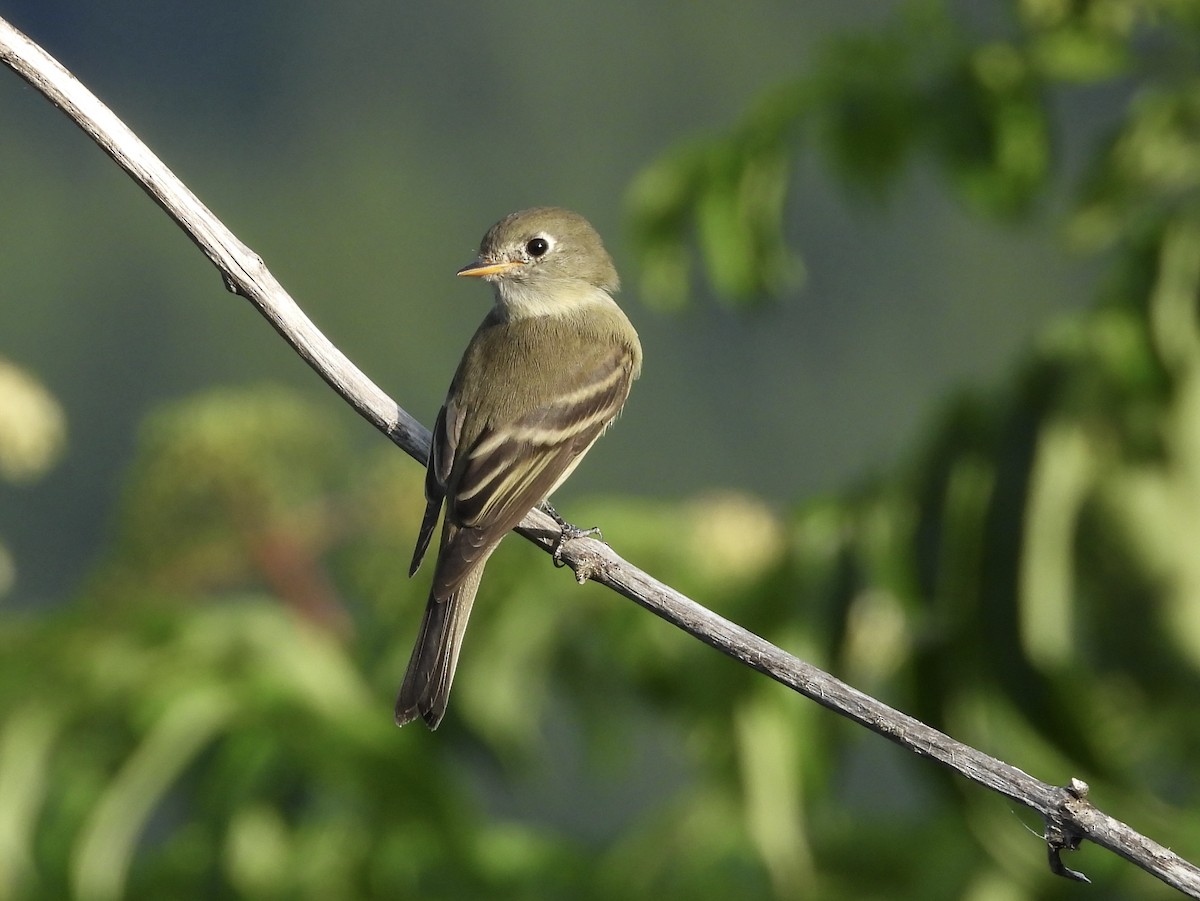 Hammond's Flycatcher - ML623242031