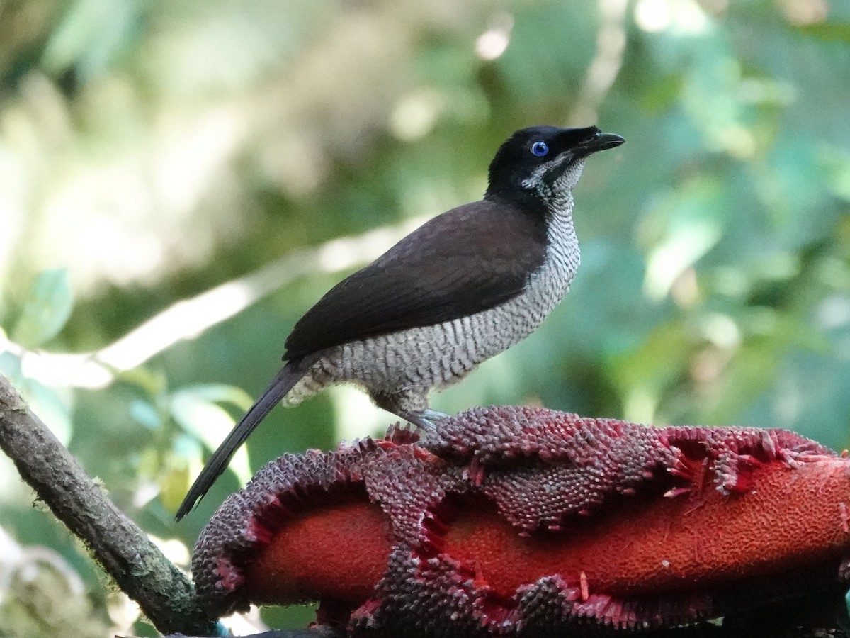 Western Parotia - Barry Reed