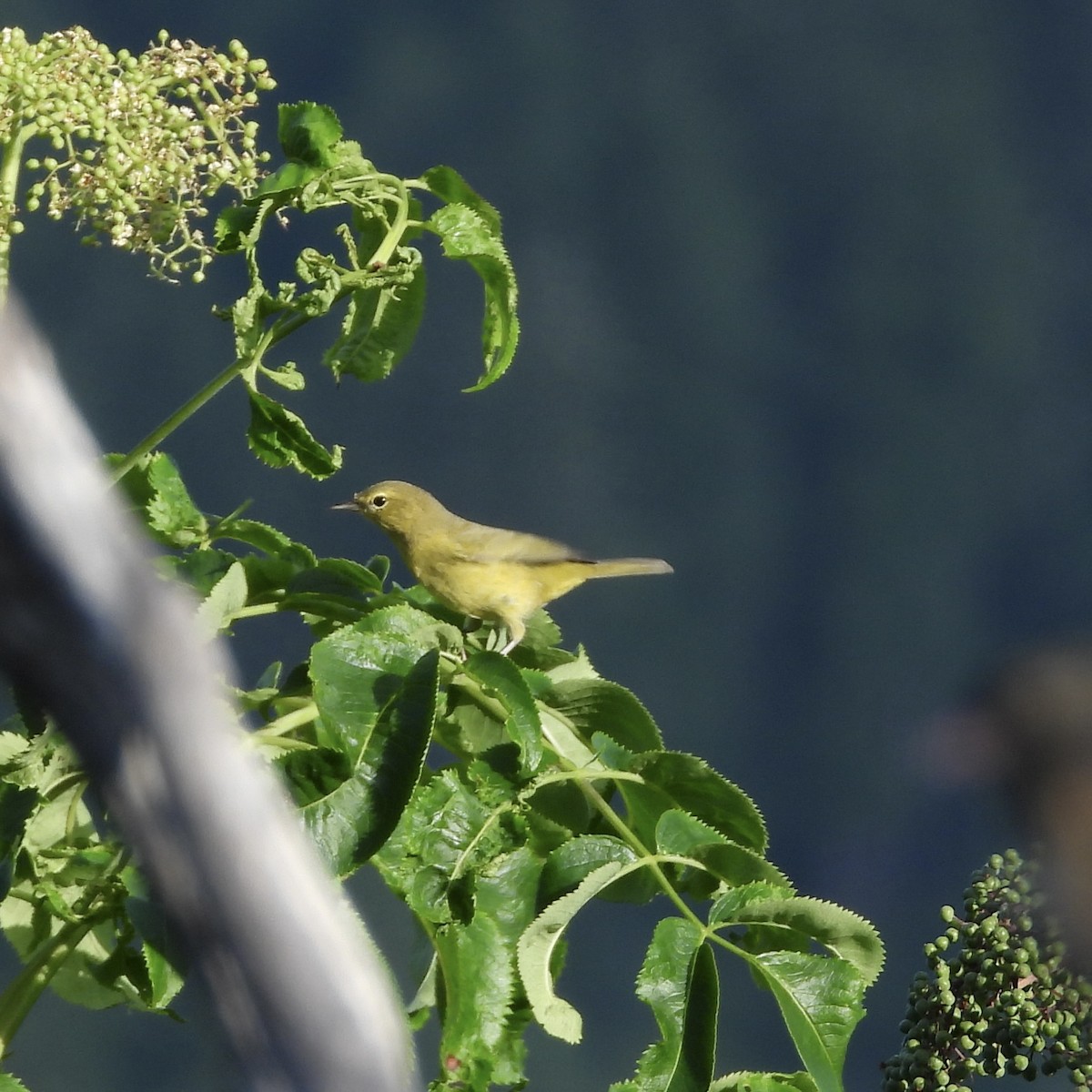 Orange-crowned Warbler - ML623242042