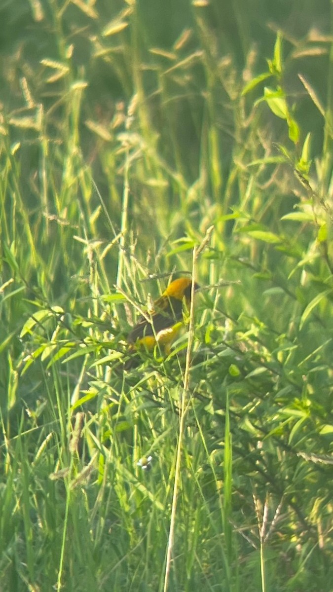 Asian Golden Weaver - ML623242045