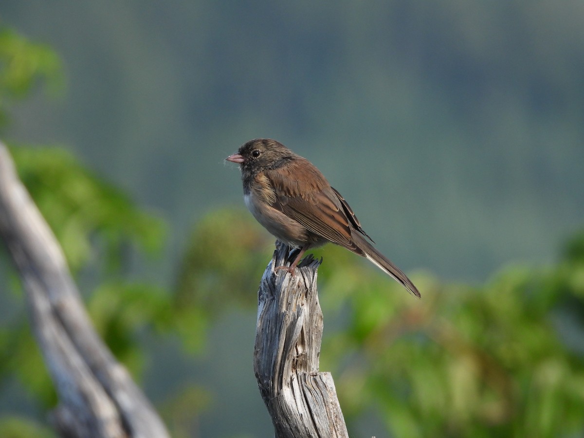 Dark-eyed Junco (Oregon) - ML623242048