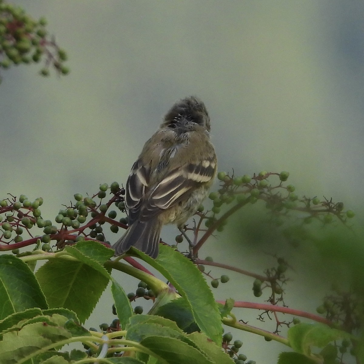 Hammond's Flycatcher - ML623242065