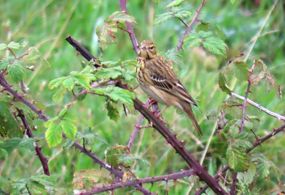 Tree Pipit - Francisco Javier Calvo lesmes