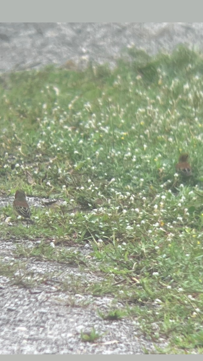 Plain-backed Sparrow - ML623242084