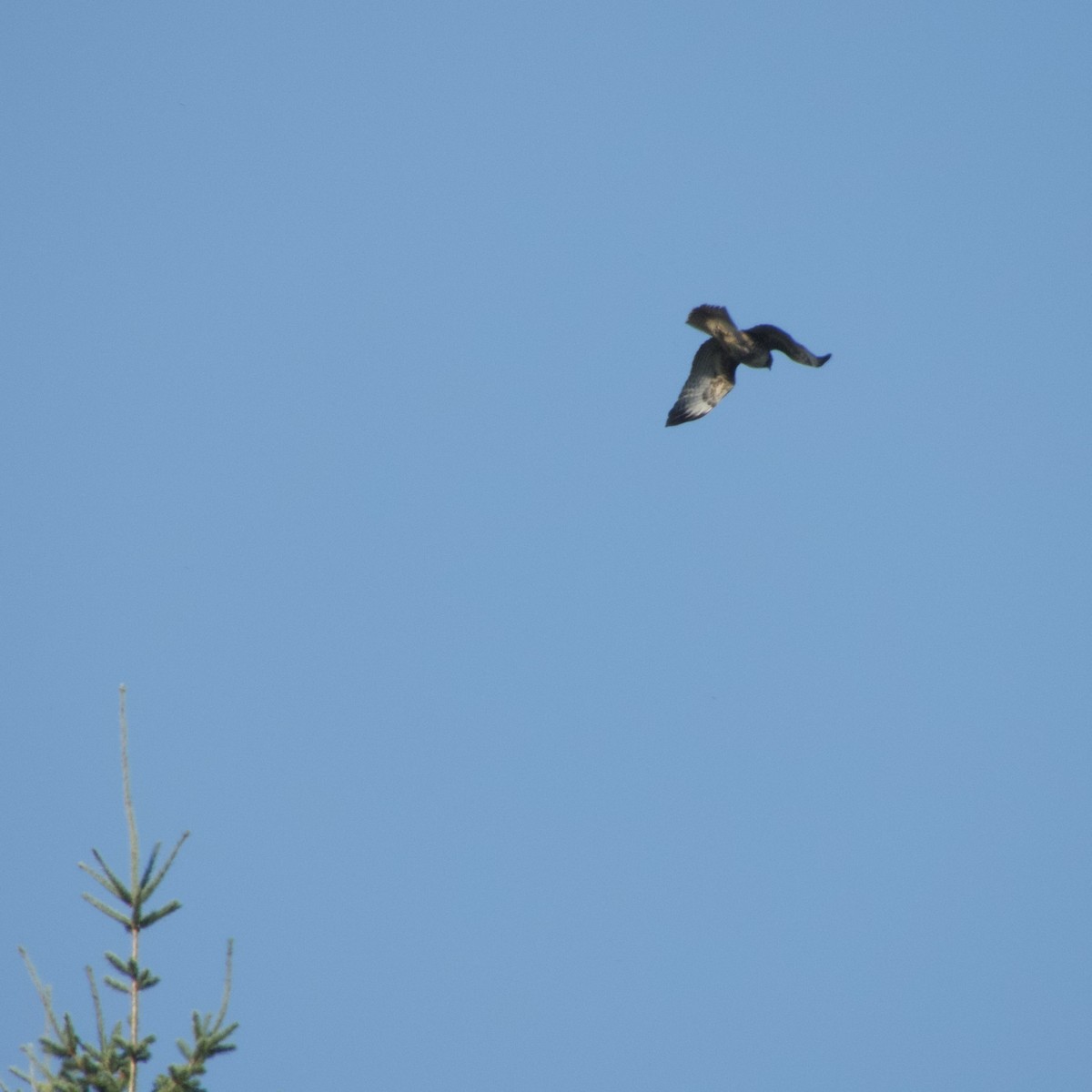 Red-tailed Hawk - ML623242128