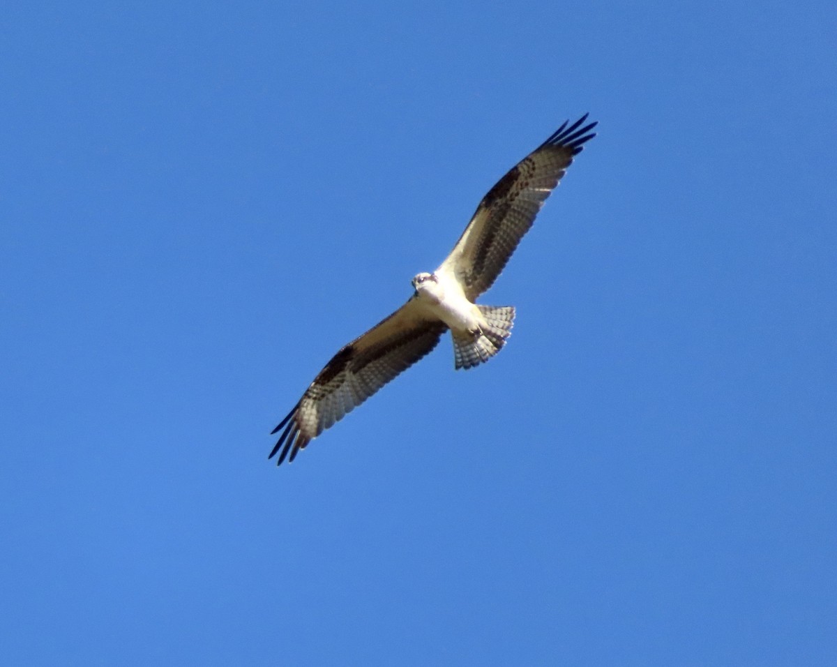 Águila Pescadora - ML623242153