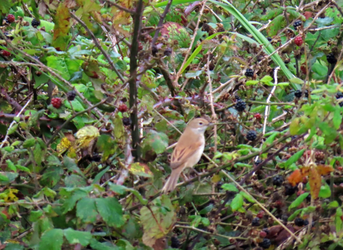 Greater Whitethroat - ML623242168