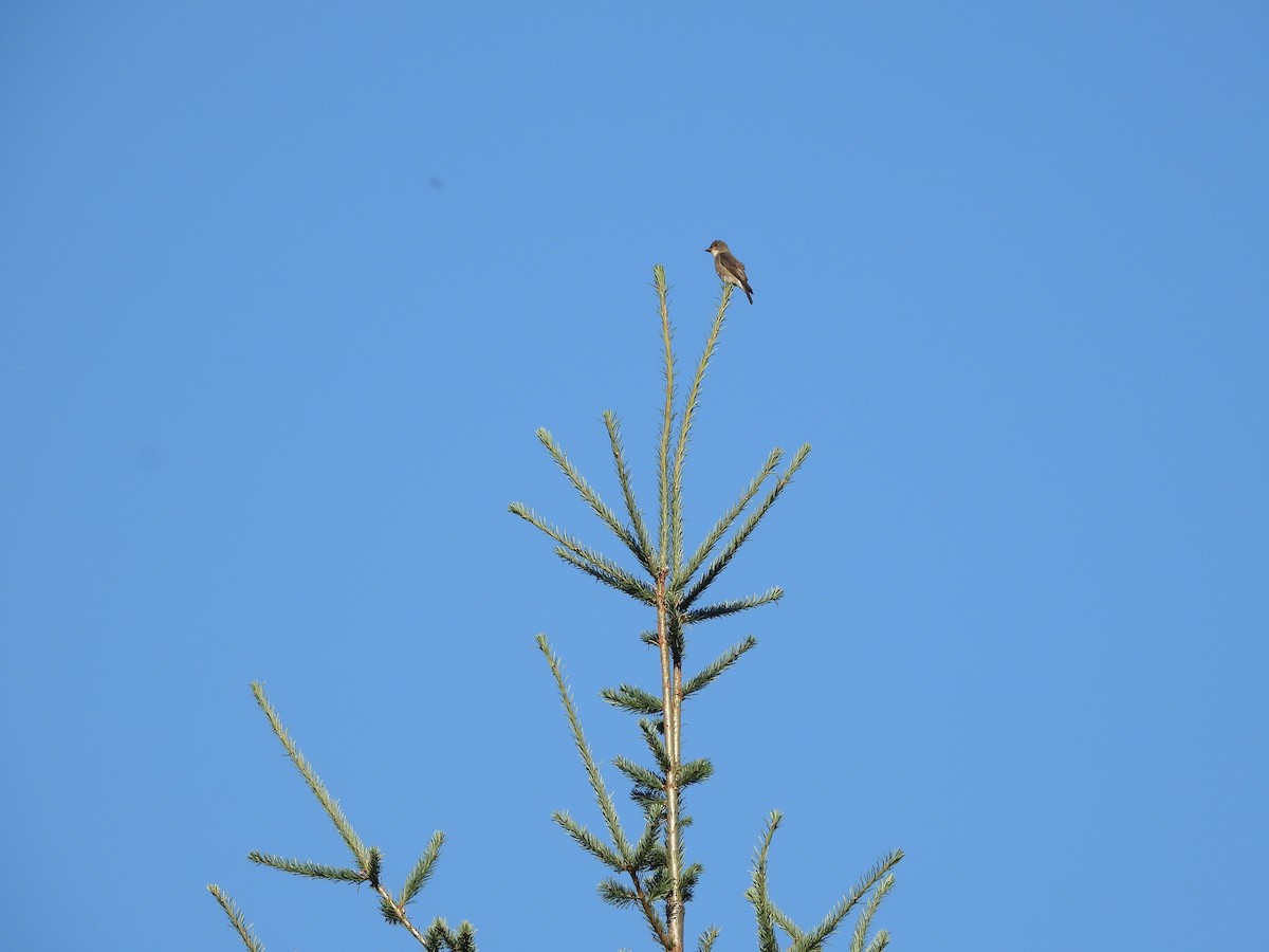 Olive-sided Flycatcher - ML623242207