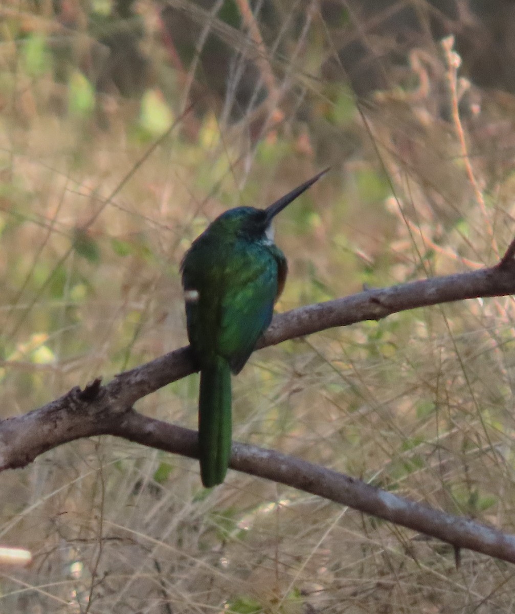 Rufous-tailed Jacamar - ML623242218