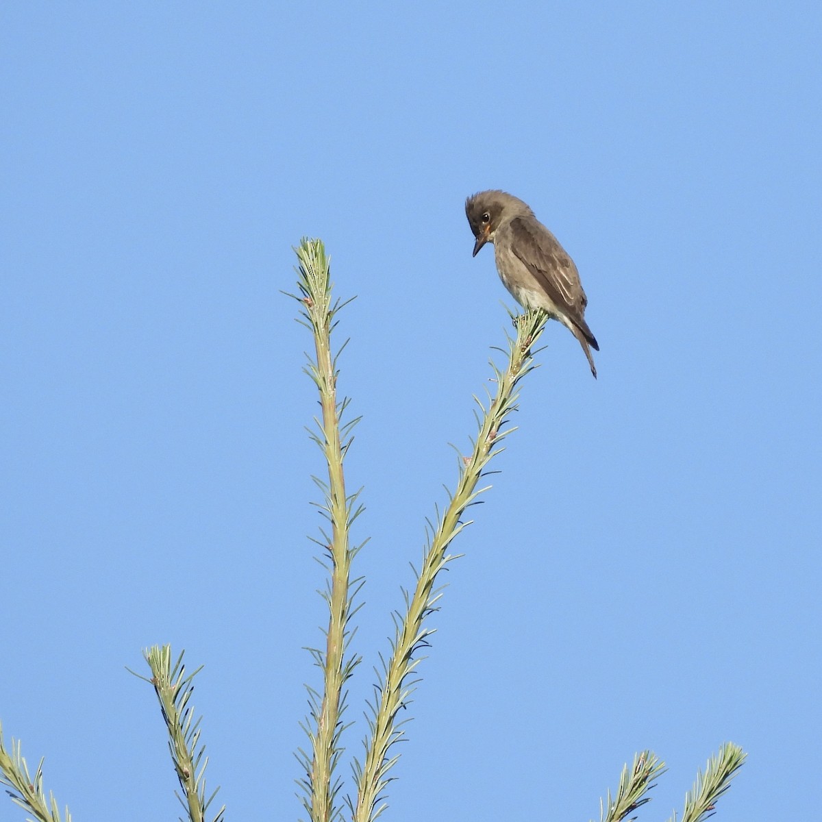 Olive-sided Flycatcher - W. Douglas Robinson