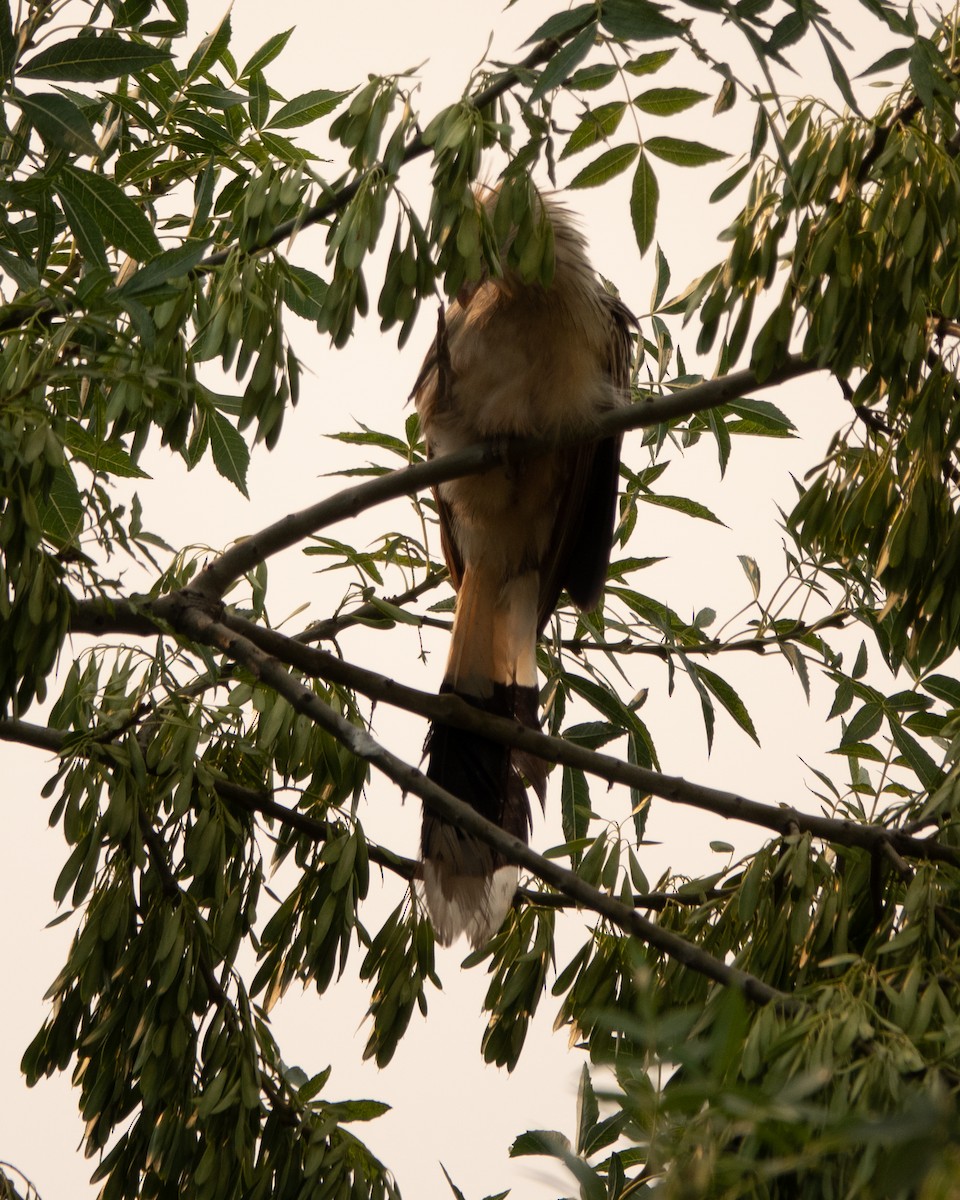 Guira Cuckoo - ML623242220