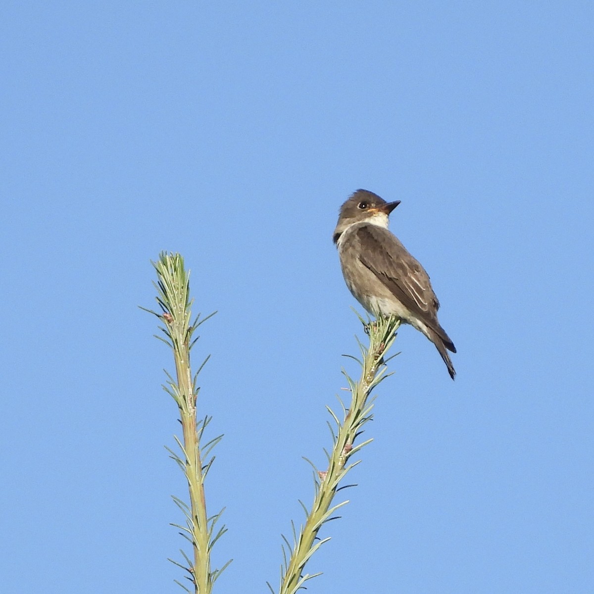 Olive-sided Flycatcher - W. Douglas Robinson