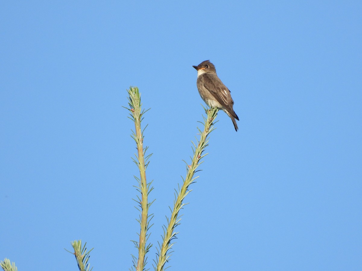 Olive-sided Flycatcher - W. Douglas Robinson