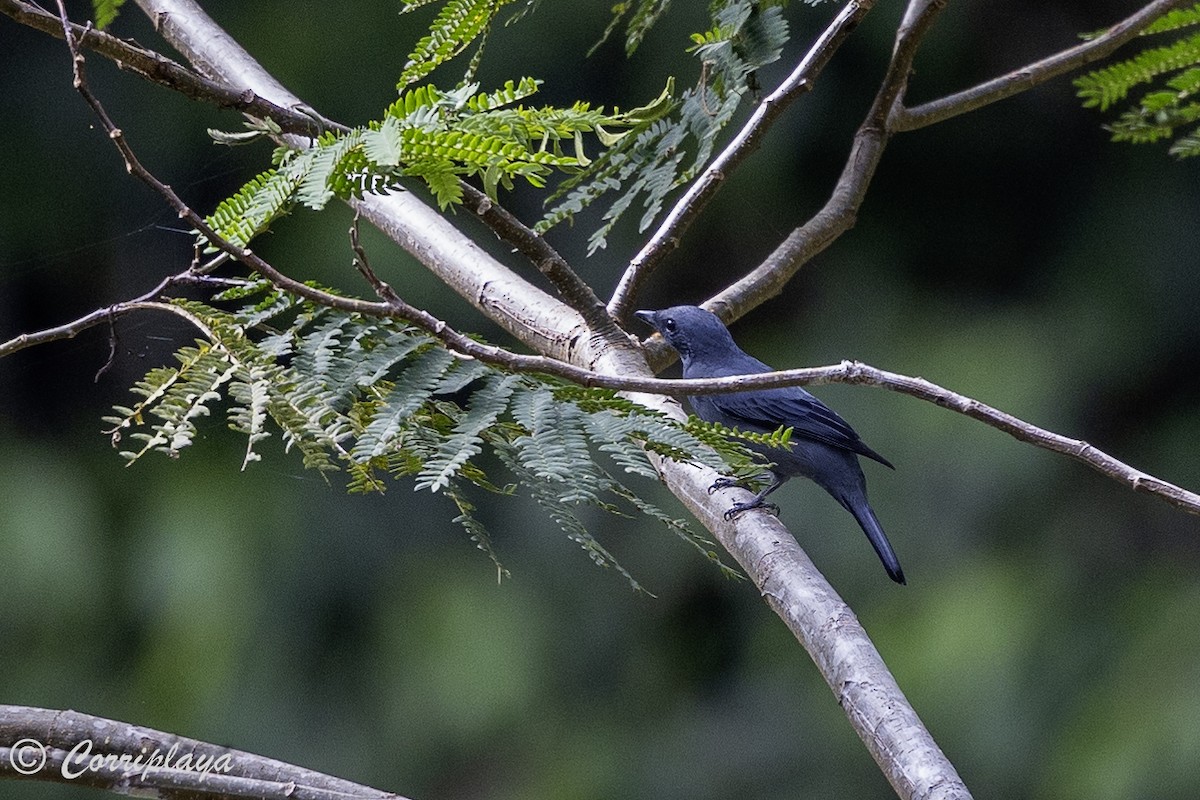 Gray-headed Cicadabird - ML623242237