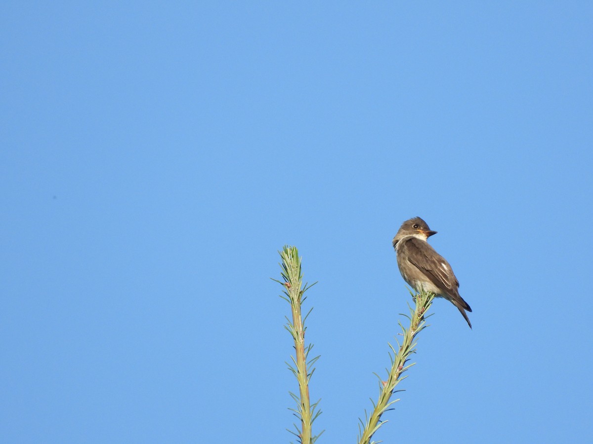 Olive-sided Flycatcher - W. Douglas Robinson