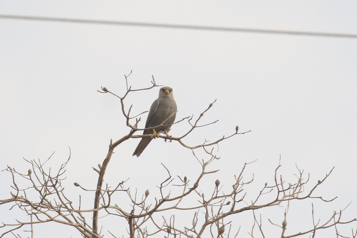 Gray Kestrel - ML623242251