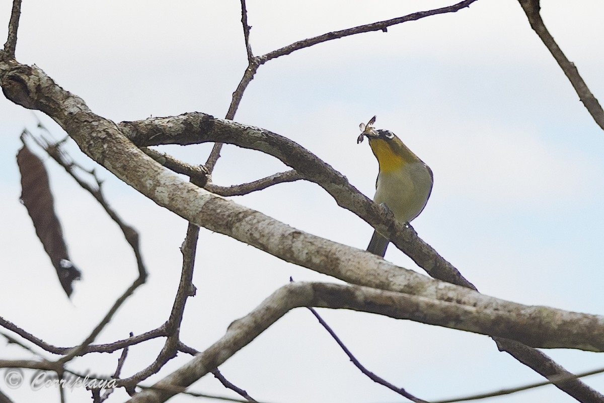 Black-fronted White-eye - ML623242255