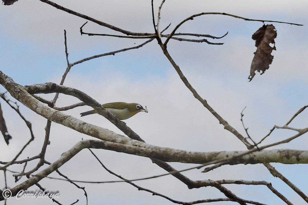 Black-fronted White-eye - ML623242256