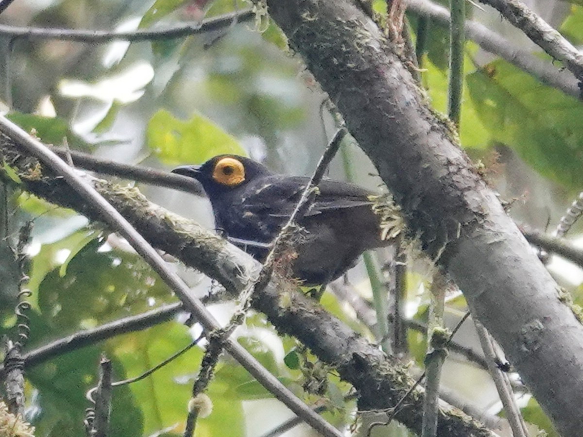 Arfak Honeyeater - ML623242263