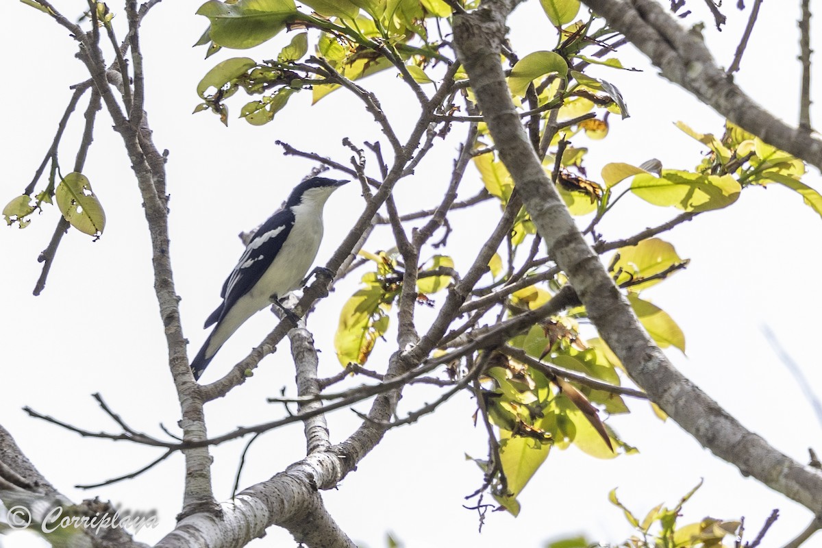 Black-browed Triller - Fernando del Valle