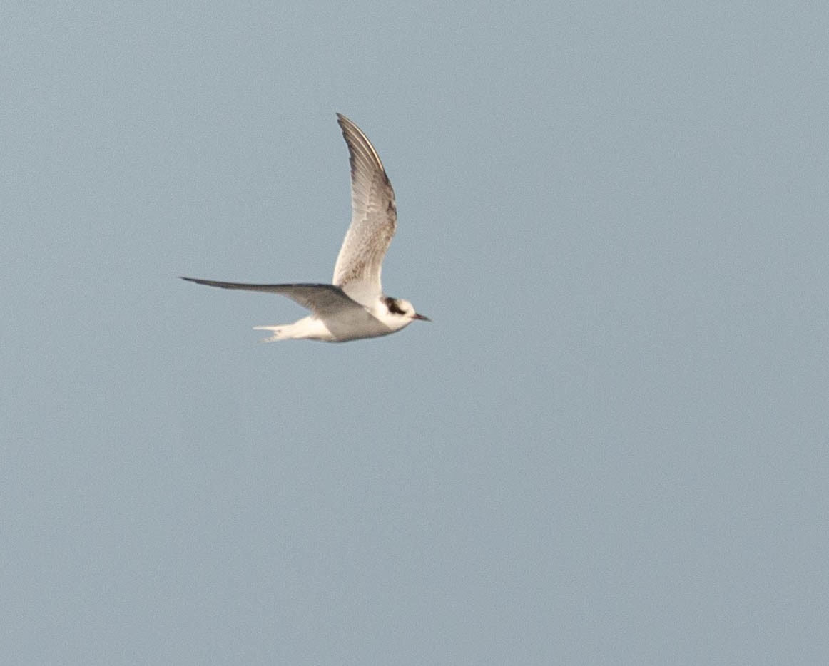 Antarctic Tern - ML623242295