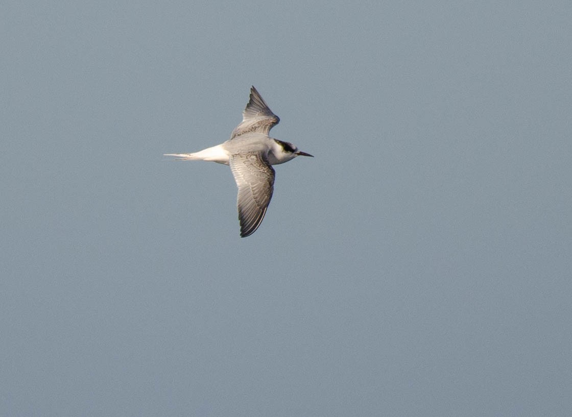 Antarctic Tern - ML623242296