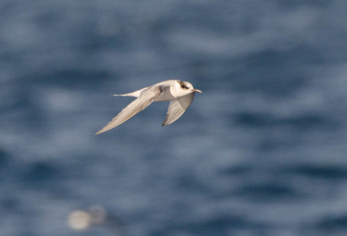 Antarctic Tern - ML623242297