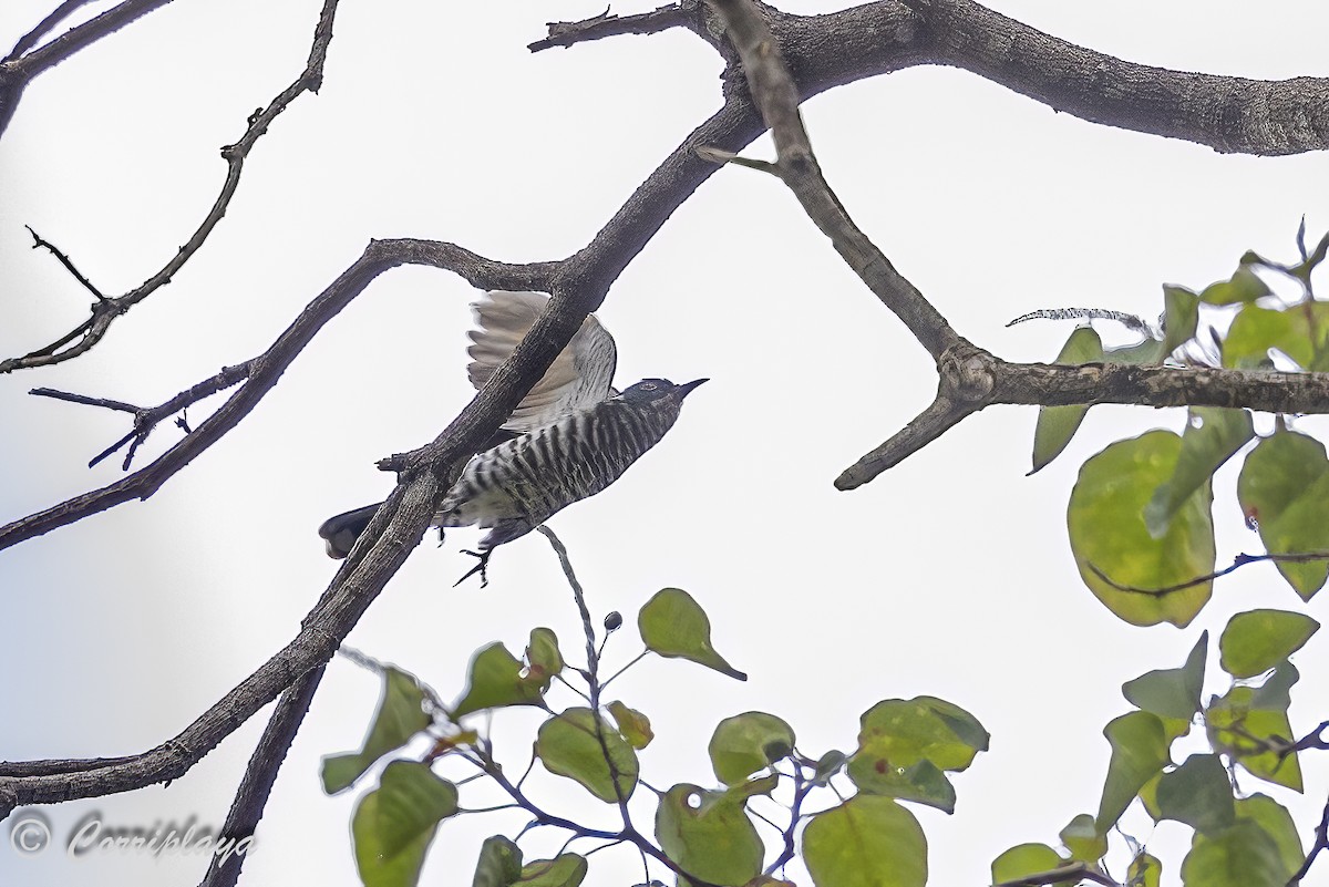 White-eared Bronze-Cuckoo - ML623242298