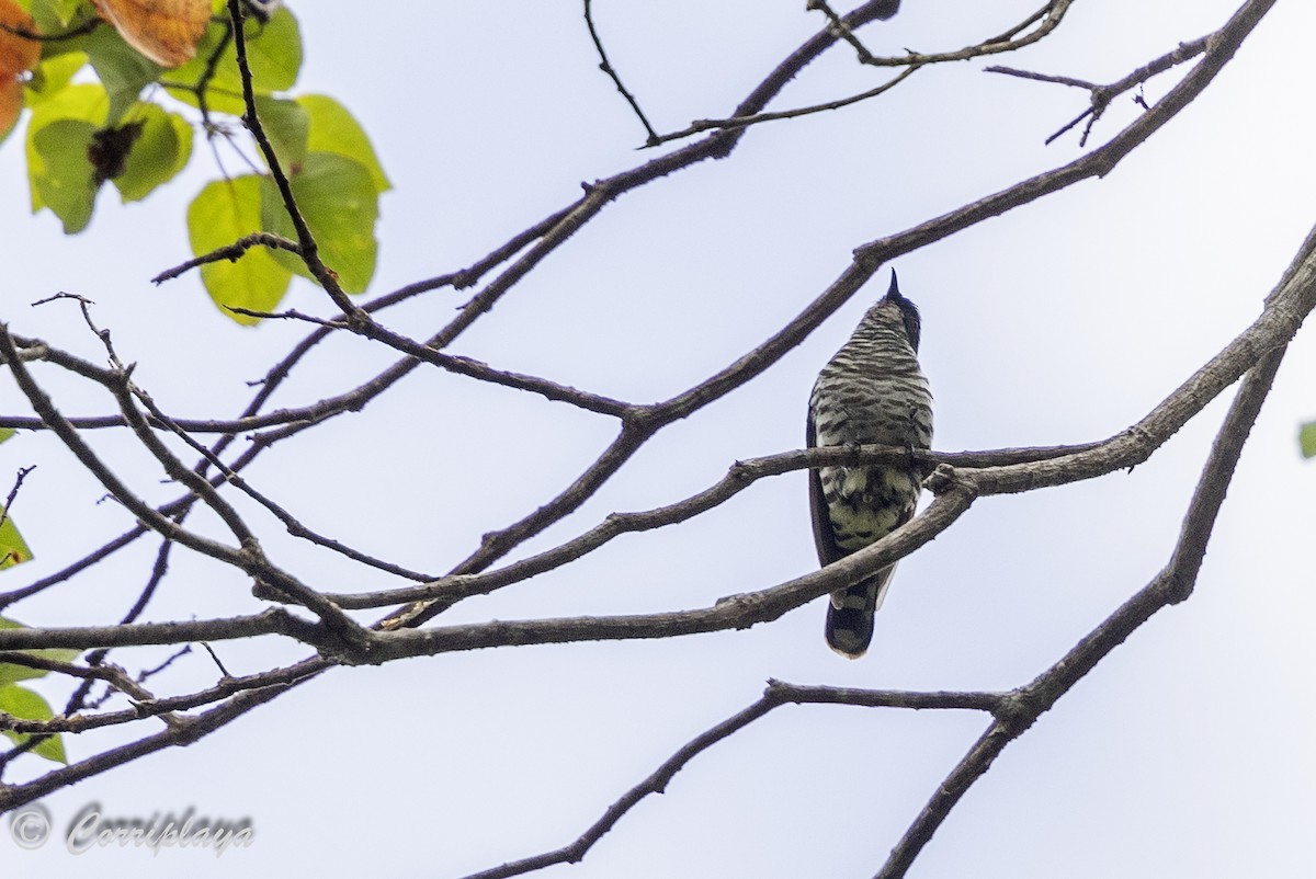 White-eared Bronze-Cuckoo - Fernando del Valle