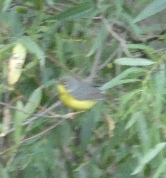 Canada Warbler - ML623242306