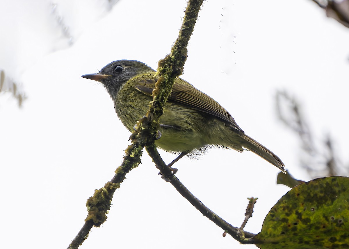 Mosquero Gorjiestriado - ML623242308