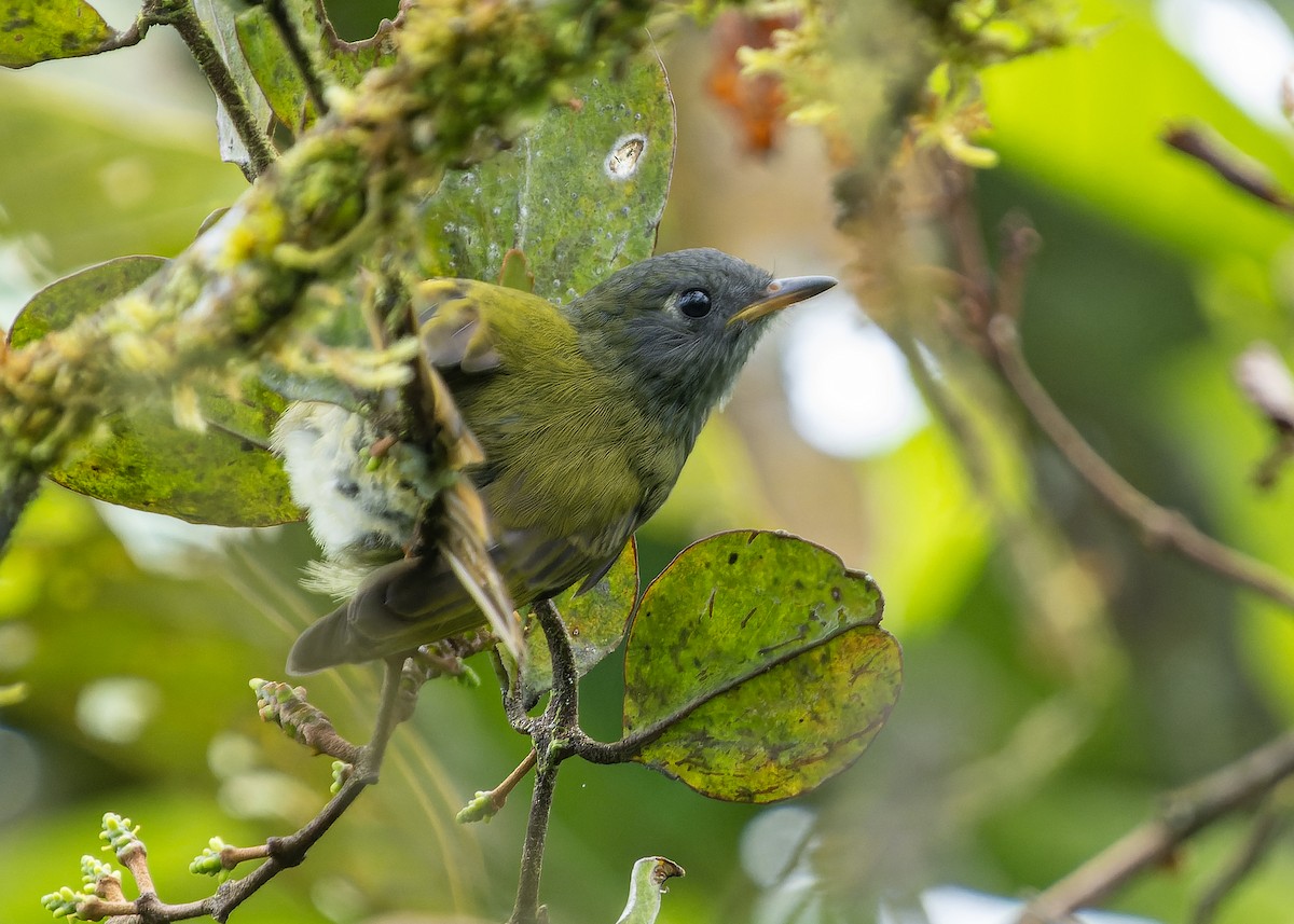 Mosquero Gorjiestriado - ML623242310