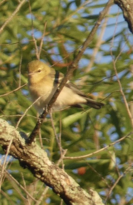 Bay-breasted Warbler - ML623242315