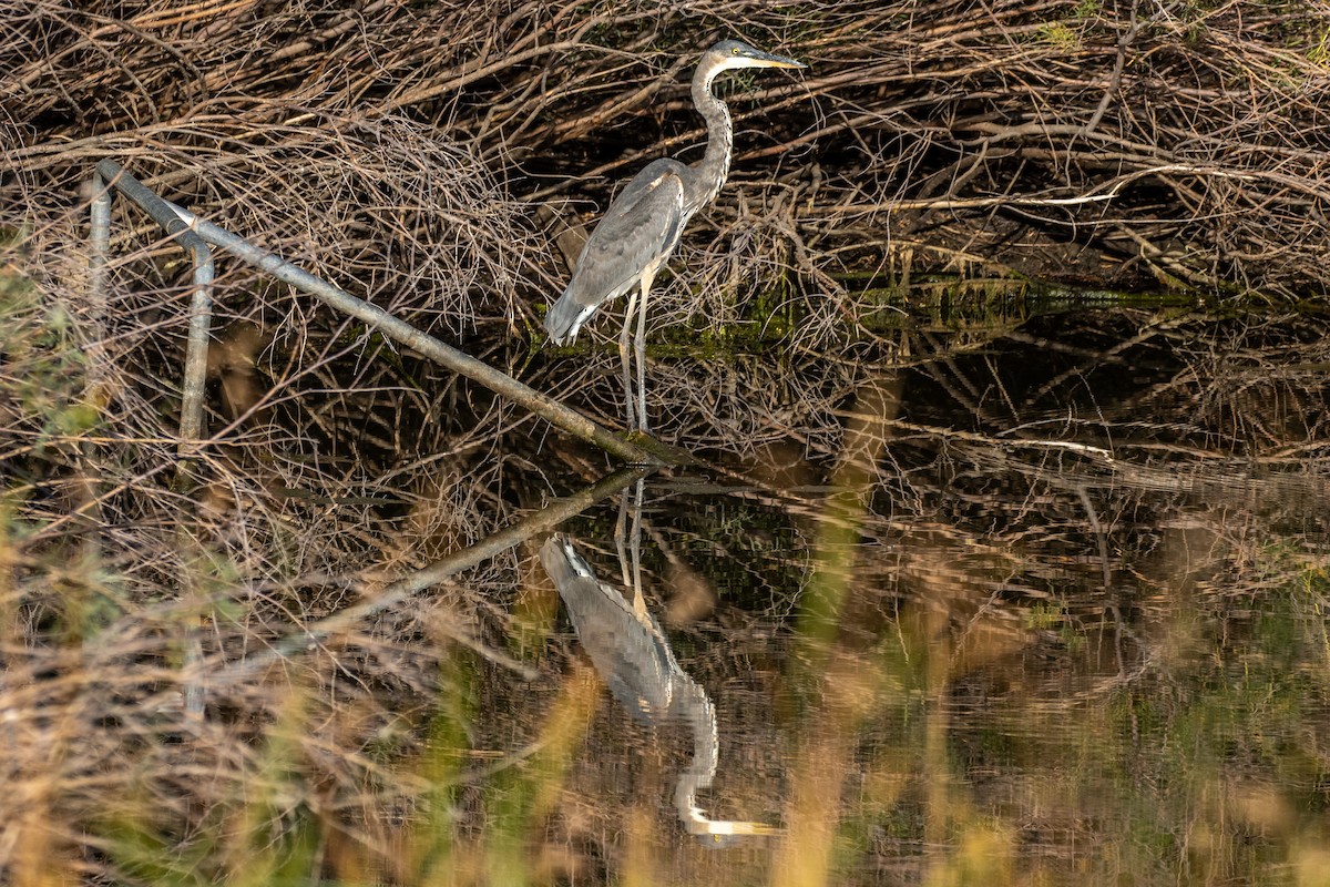 Great Blue Heron - ML623242324