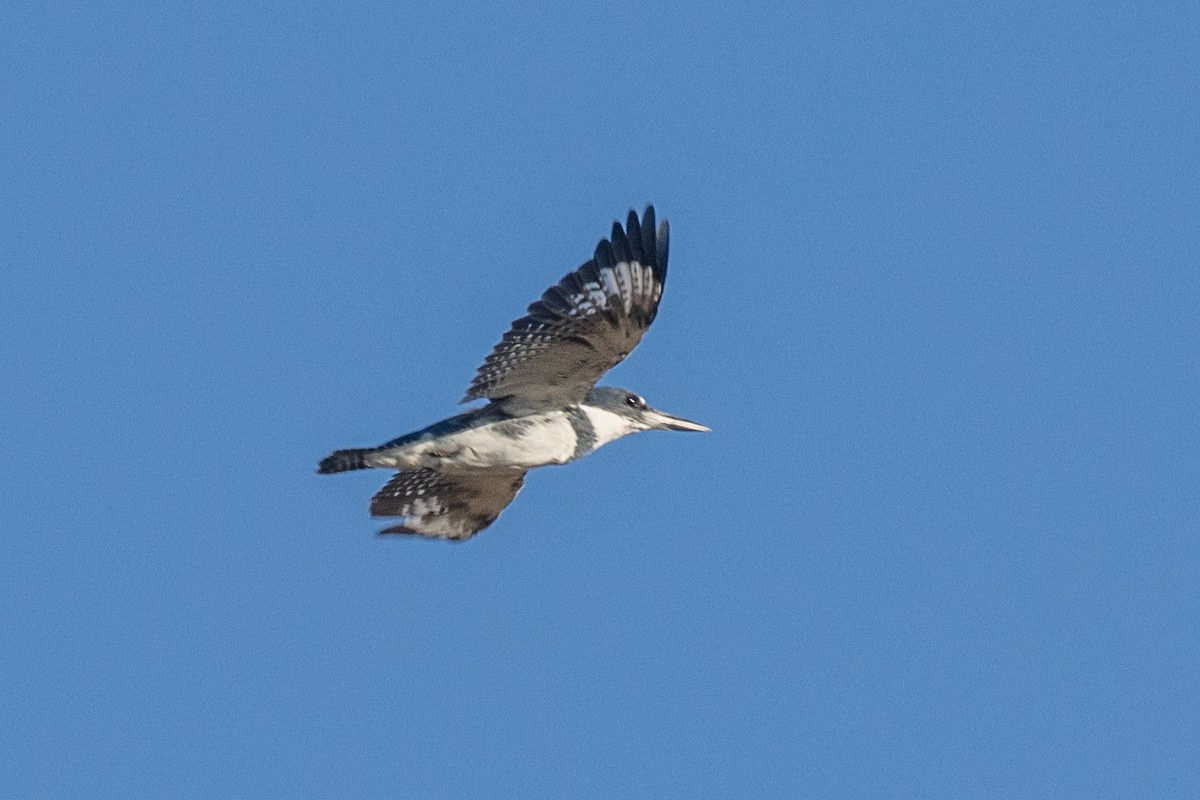 Belted Kingfisher - ML623242336