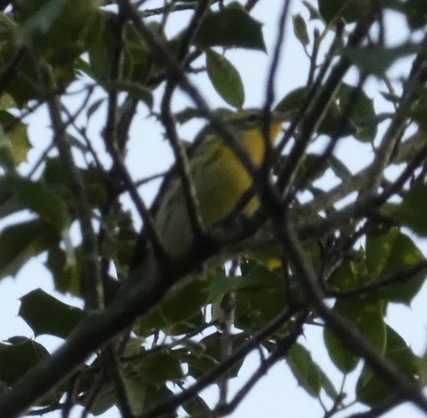 Blackburnian Warbler - ML623242339
