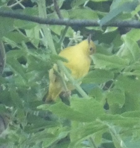 Yellow Warbler (Northern) - ML623242346