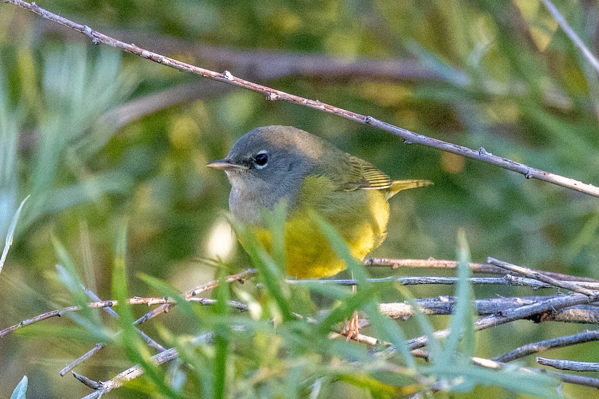 MacGillivray's Warbler - ML623242350