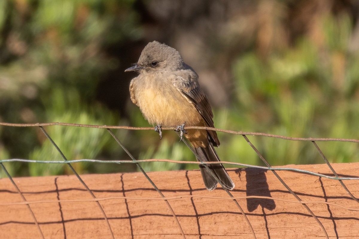 Say's Phoebe - ML623242375