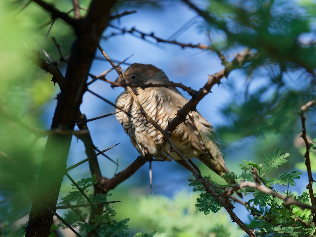 Red-headed Finch - ML623242389