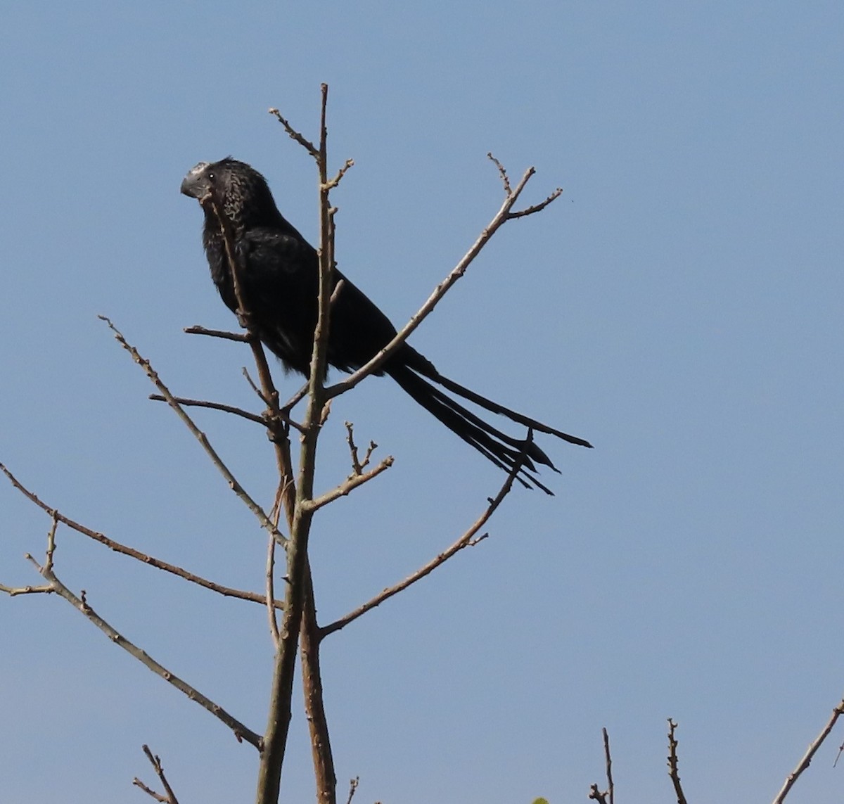 Smooth-billed Ani - ML623242398