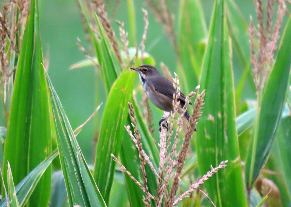 Bluethroat - ML623242452