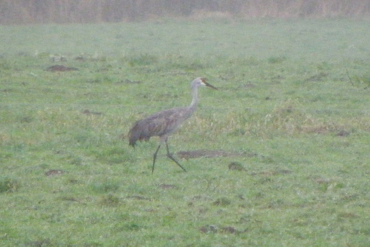 Sandhill Crane - ML623242481